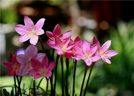 韭菜莲的药用价值