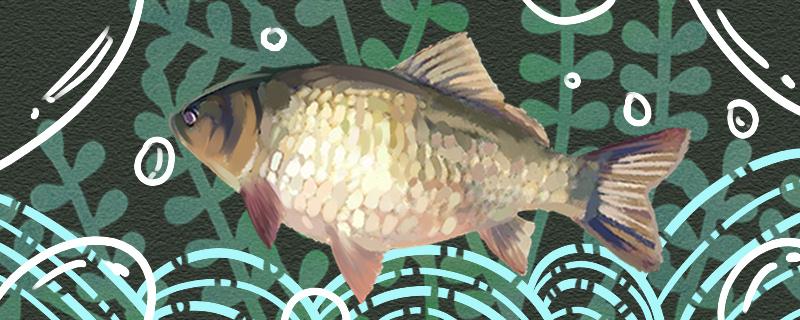 鲫鱼用什么饵料 野钓