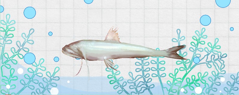 九肚鱼是海鱼吗生长在哪里(九肚鱼是海鱼吗生长在哪里呢)