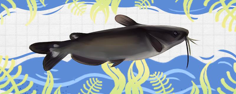 黔鱼有没有鱼鳞有没有毒(黔鱼有没有鱼鳞有没有毒性)