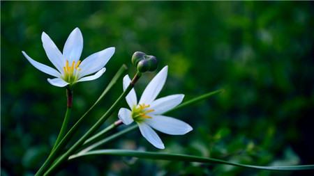 韭菜莲的药用价值