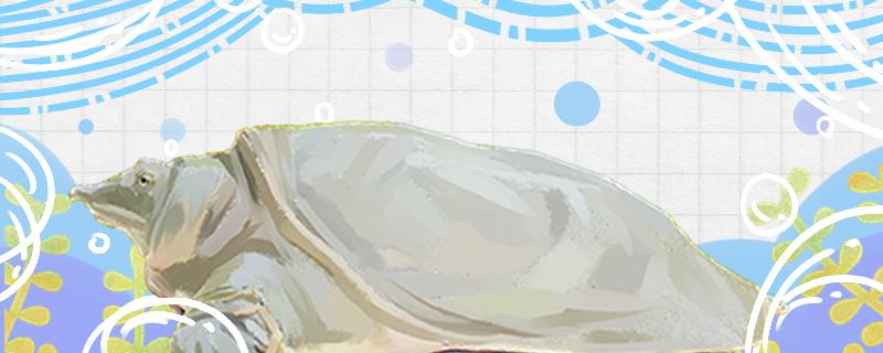 甲鱼需要晒台吗晒多长时间合适(甲鱼要晒多久太阳)