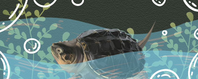 鳄龟冬眠醒来多久进食用什么开食(公钟冬眠醒来后肚子里揣了个龙蛋)