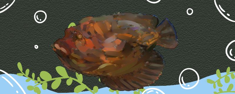 石头鱼是什么鱼能养殖吗(石头鱼秒懂百科)