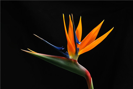 鹤望兰多开花怎么养(鹤望兰多开花怎么养护)