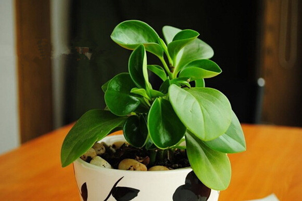 紫边碧玉椒草可以水培吗紫边碧玉椒草水养方法(紫边碧玉椒草多久浇一次水)