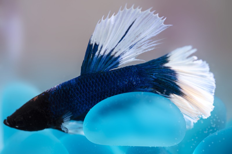 斗鱼卵多久孵化出小鱼孵出的小鱼怎么养(请问斗鱼卵多长时间可以孵化?)