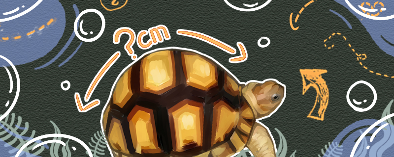 安哥洛卡象龟能长多大能活多久(安哥洛卡寿命)
