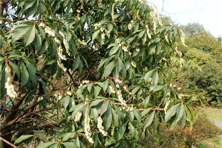 马醉木植物是什么