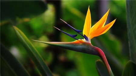 鹤望兰多开花怎么养护