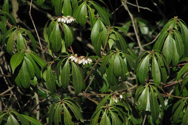 马醉木常见病害及防治方法(马醉木植物是什么)