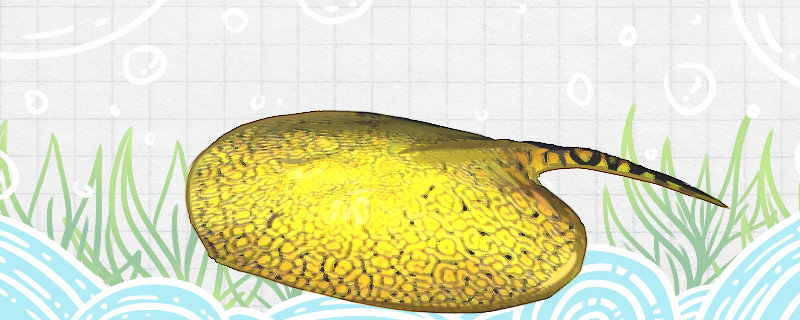 金帝王魟好养吗怎么养(金帝王子酒多少钱一盒)