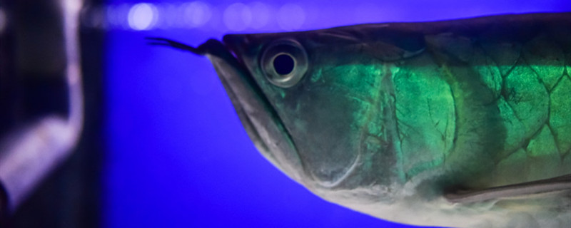 水霉病能自愈吗如何治疗水霉病的方法