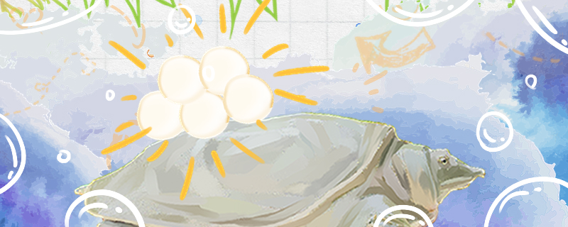 甲鱼蛋多久能孵化出来孵化出的小甲鱼怎么养(甲鱼蛋要多久才能孵出小甲鱼)