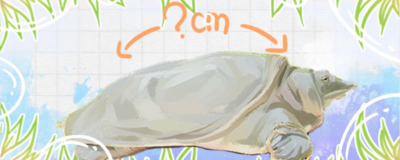 甲鱼能长多少斤多大可以繁殖(甲鱼能长多大活多久)