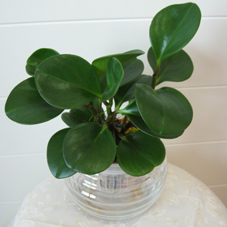 紫边碧玉椒草多久浇一次水