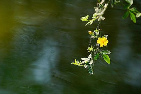 迎春花多少天浇次水(迎春花几天才能生出芽来)