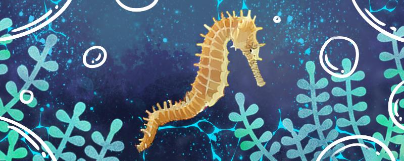 海马是两栖动物吗有什么习性(海马是两栖类还是哺乳类)