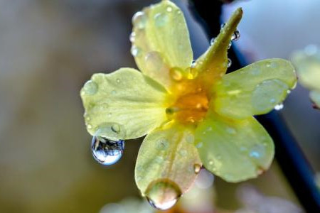 迎春花几天才能生出芽来