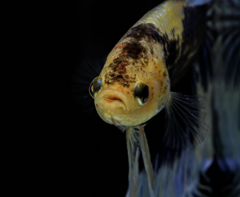 请问斗鱼卵多长时间可以孵化?