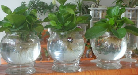 紫边碧玉椒草多久浇一次水