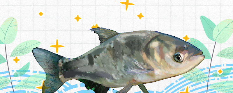 大头鱼是鲢鱼吗和鲢鱼有什么区别(大头鱼是鲢鱼吗和鲢鱼有什么区别图片)