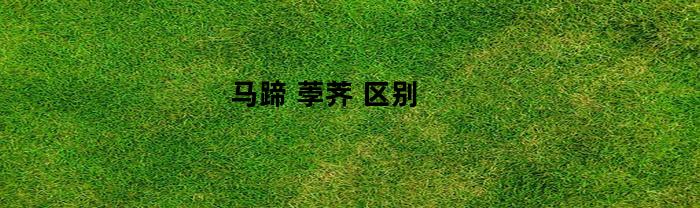 马蹄(马蹄水的功效与作用)