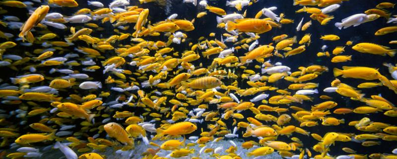 适合新手养的猛鱼