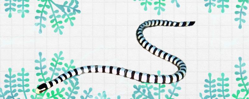 海蛇是什么样的有毒吗(海蛇是什么样的有毒吗能吃吗)