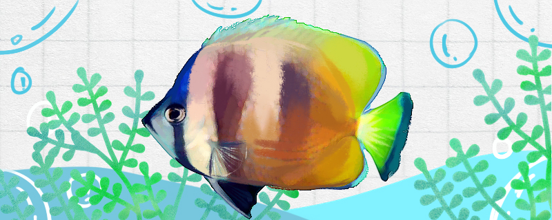 珠蝴蝶鱼好养吗怎么养(珍珠蝴蝶鱼能长多大)