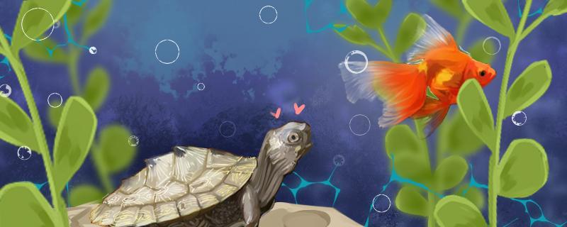 地图乌龟可以和什么一起养养地图乌龟要注意什么(地图龟混养两种以上乌龟混养应注意什么)