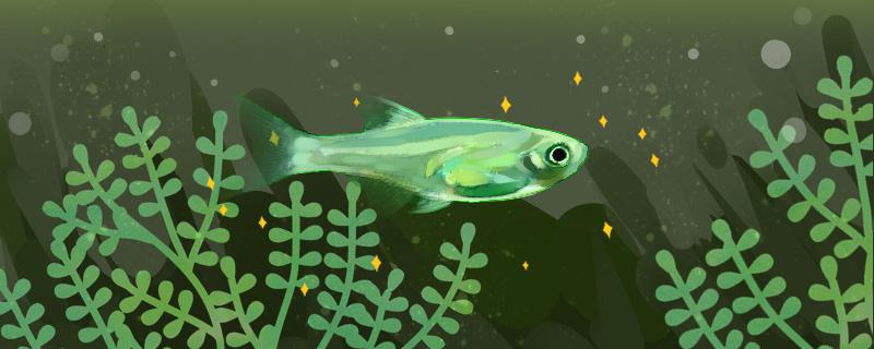 奈娜波灯鱼好养吗怎么养(奈娜)