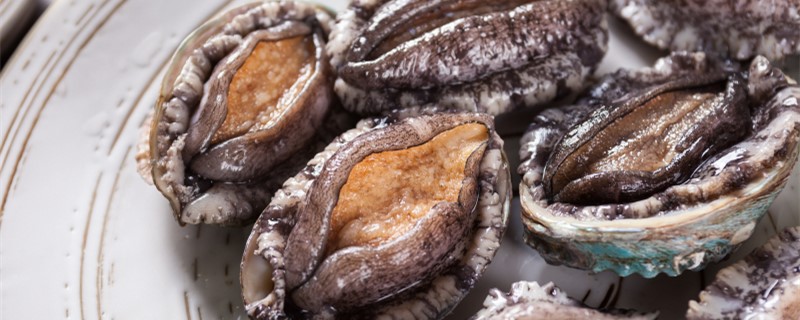 鲍鱼是什么动物生活在咸水还是淡水(鲍鱼是什么属于什么动物)