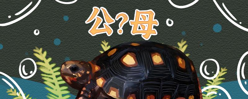 红腿陆龟怎么辨别公母公母能一起养吗(红腿陆龟怎么辨别公母公母能一起养吗图片)
