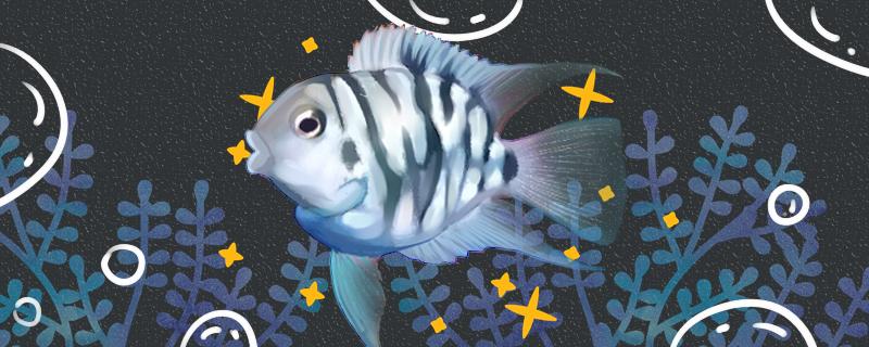 迷你鹦鹉鱼喂什么饲料好一天喂几次好(迷你鹦鹉鱼吃什么饲料长得快)