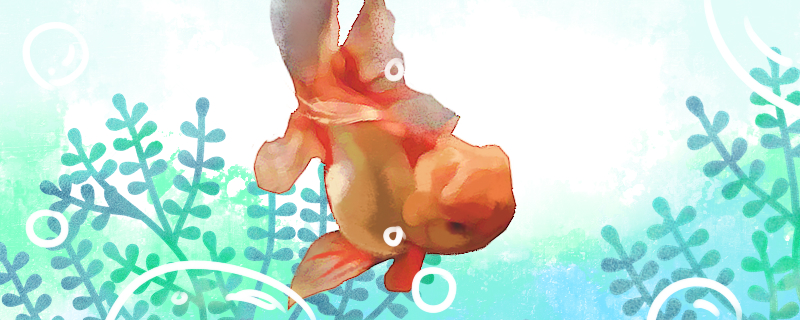 口镶红金鱼好养吗怎么养(鹤顶红金鱼的养殖方法和注意事项)