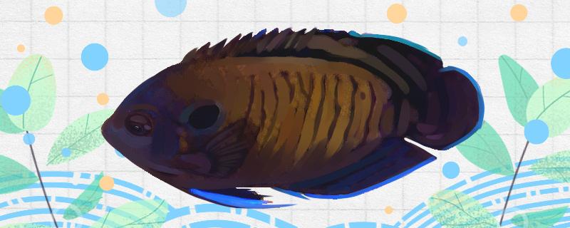 蓝翅黑神仙鱼好养吗怎么养(黑嘴蓝翅膀鸟)