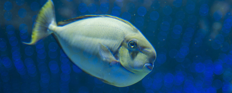 母鱼难产的症状是什么母鱼为什么会难产(母鱼不生怎么办)