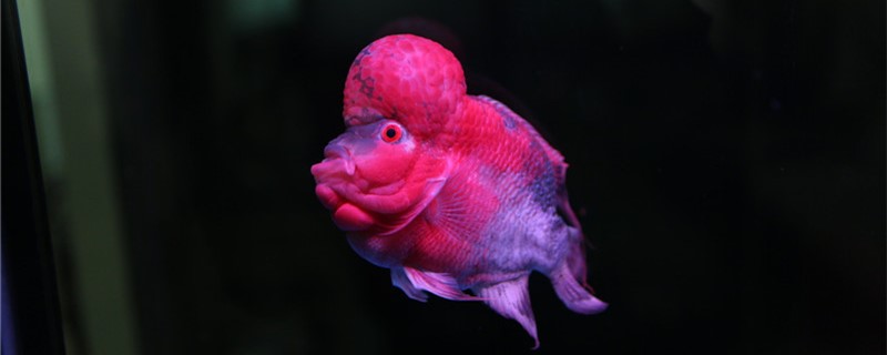 水为什么发白新开缸水发白需要怎么处理(开缸水质发白是什么原因)