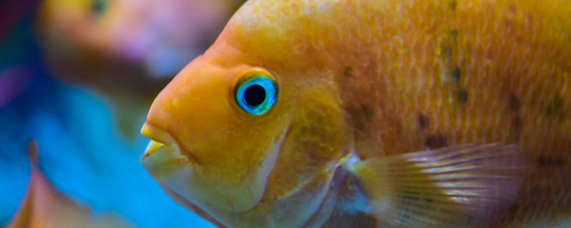 鱼缺氧一晚上能死吗什么时候充氧(鱼缺氧一晚上能死吗什么时候充氧好)