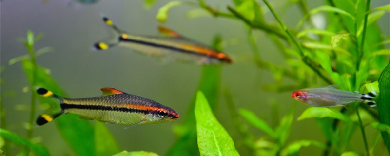 鱼食放多了鱼会撑死吗鱼食太多有哪些坏处(鱼食放多了鱼会不会撑死)