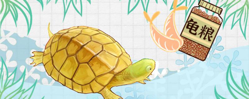 石金钱龟吃什么食物一天喂几次(石金钱龟每天喂食量)