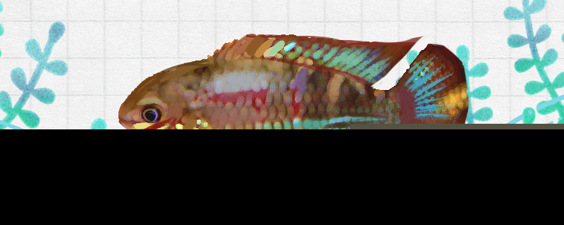 红鳃皇冠鱼好养吗怎么养(红鳃皇冠鱼好养吗怎么养活)