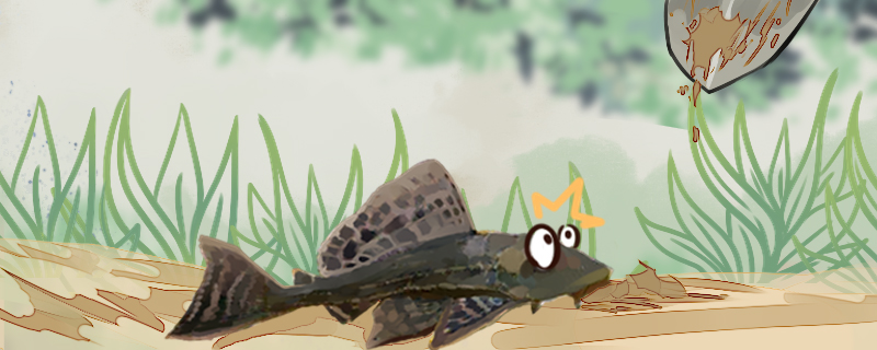 清道夫鱼为什么要活埋为什么不能放生(清道夫鱼为什么死不了)