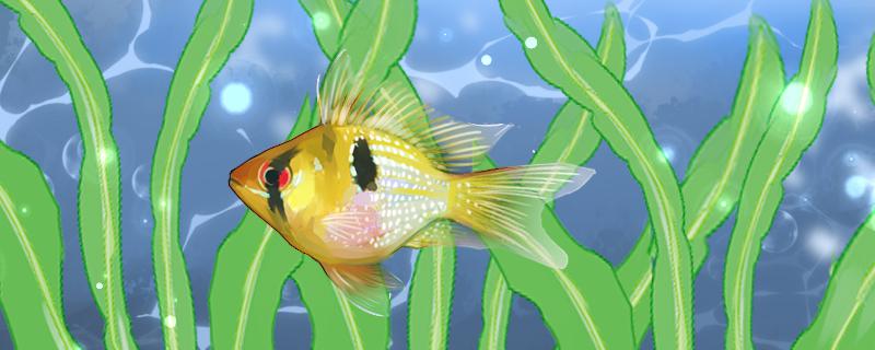 荷兰凤凰鱼的寿命多长容易得什么病(荷兰凤凰鱼的繁殖要点)