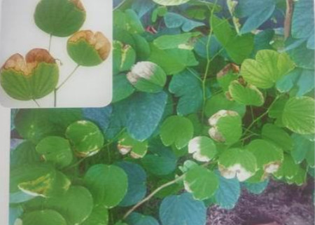 羊蹄甲长的特别快是什么病