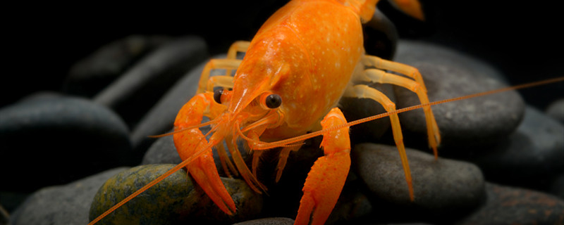 裸缸可以养虾吗裸缸怎么养虾(裸缸可以养海水鱼吗)