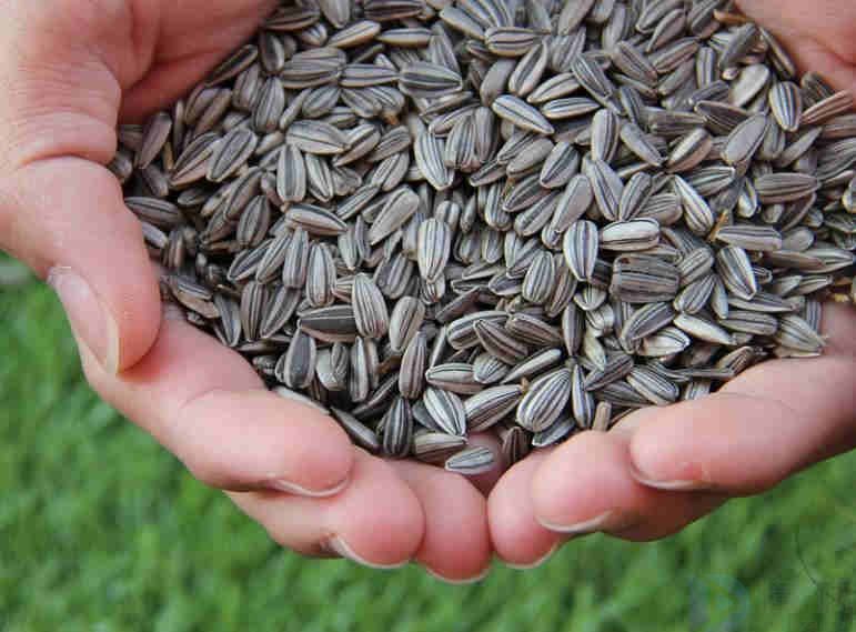 十大热门焦糖瓜子排行榜(焦糖瓜子是哪里特产)