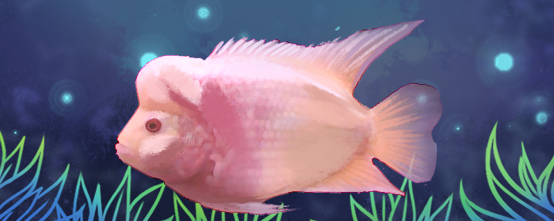 白化珍珠罗汉鱼好养吗怎么养(珍珠系罗汉鱼)