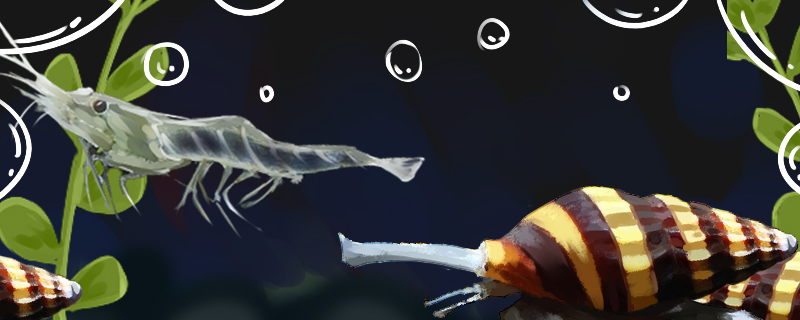 杀手螺可以和虾混养吗可以和鱼混养吗(杀手螺可以和虾混养吗可以和鱼混养吗视频)